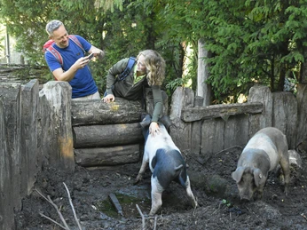 Zwei Menschen interagieren mit Schweinen in einem bewaldeten, umzäunten Bereich.