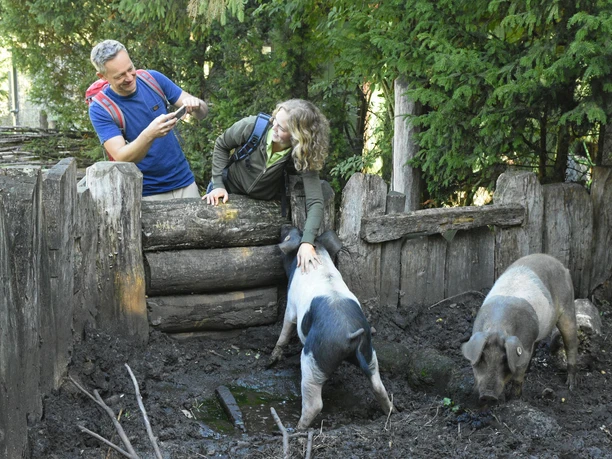 Oerlinghausen-AFM-Schweine-Teutoburger-Wald-Tourismus-F-Grawe (51)_klein.jpg Zwei Menschen interagieren mit Schweinen in einem bewaldeten, umzäunten Bereich.