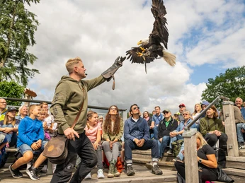 Detmold-Adlerwarte Berlebeck-Teutoburger-Wald-Tourismus-D-Ketz-054.jpg Ein Falke landet auf dem Arm eines Falkners vor einem gespannten Publikum in einer Freiluft-Arena.