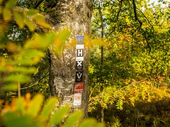 Ein Baum im Wald mit bunten Laubblättern, auf dessen Stamm mehrere Wanderzeichen angebracht sind.