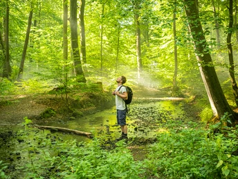 Ein Wanderer genießt die Ruhe in einem sonnendurchfluteten, grünen Wald an einem kleinen Bach.