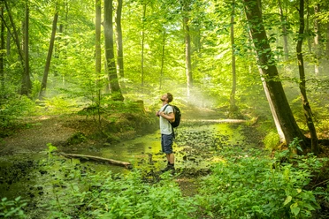 Silberbachtal-Horn-Bad Meinberg-Kreis Lippe-Teutoburger-Wald-Tourismus-D-Ketz-051.jpg Ein Wanderer genießt die Ruhe in einem sonnendurchfluteten, grünen Wald an einem kleinen Bach.