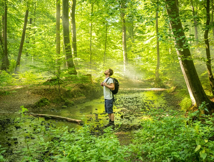 Silberbachtal-Horn-Bad Meinberg-Kreis Lippe-Teutoburger-Wald-Tourismus-D-Ketz-051.jpg Ein Wanderer genießt die Ruhe in einem sonnendurchfluteten, grünen Wald an einem kleinen Bach.