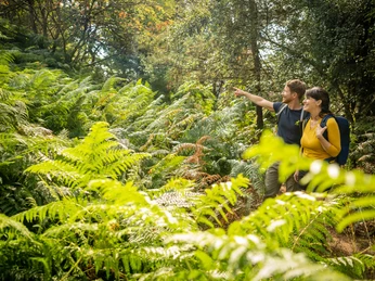 Ein Paar wandert durch einen üppigen, grünen Wald voller Farne und genießt die Natur.