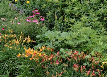 botanischer_garten_Jürgen_Bouillon_Staudenbeet.JPG Beet mit verschiedenen blühenden Stauden