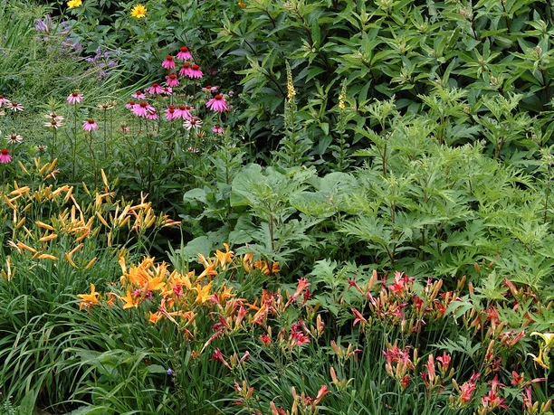 botanischer_garten_Jürgen_Bouillon_Staudenbeet.JPG Beet mit verschiedenen blühenden Stauden
