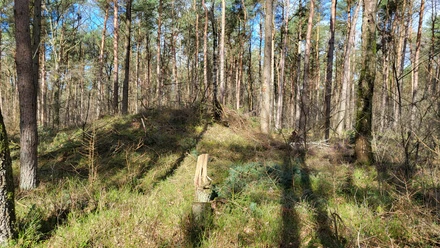 Hügelgräber in den Wäldern von Börger ©Naturpark Hümmling.jpg Bewaldetes Hügelgrab im Sonnenlicht zwischen schlanken Kiefern im Naturpark Hümmling bei Börger