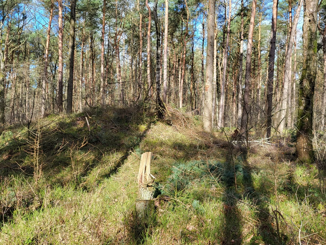 Hügelgräber in den Wäldern von Börger ©Naturpark Hümmling.jpg