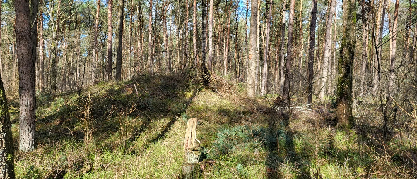 Hügelgräber in den Wäldern von Börger ©Naturpark Hümmling.jpg Bewaldetes Hügelgrab im Sonnenlicht zwischen schlanken Kiefern im Naturpark Hümmling bei Börger