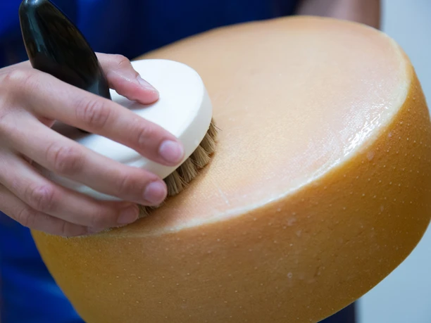 Bauckhof - Handarbeitkäse Eine sorgfältige Hand bürstet die Oberfläche eines großen, runden Käselaibs ab.
