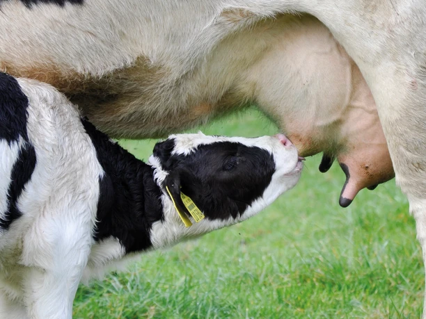 Ein schwarz-weißes Kalb saugt bei seiner Mutter auf einer grünen Wiese.