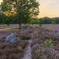 Lila Heideblüte bei Sonnenuntergang umgibt die Steinreihe der Oldendorfer Totenstatt mit Weg.