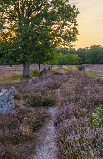 Oldendorfer Totenstatt
