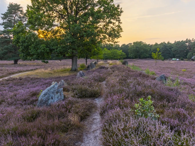 Oldendorfer Totenstatt
