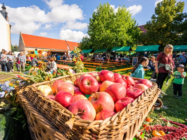Apples in a wicker basket at the farmers' market in Leisnig at the Buch monastery in the Leipzig region