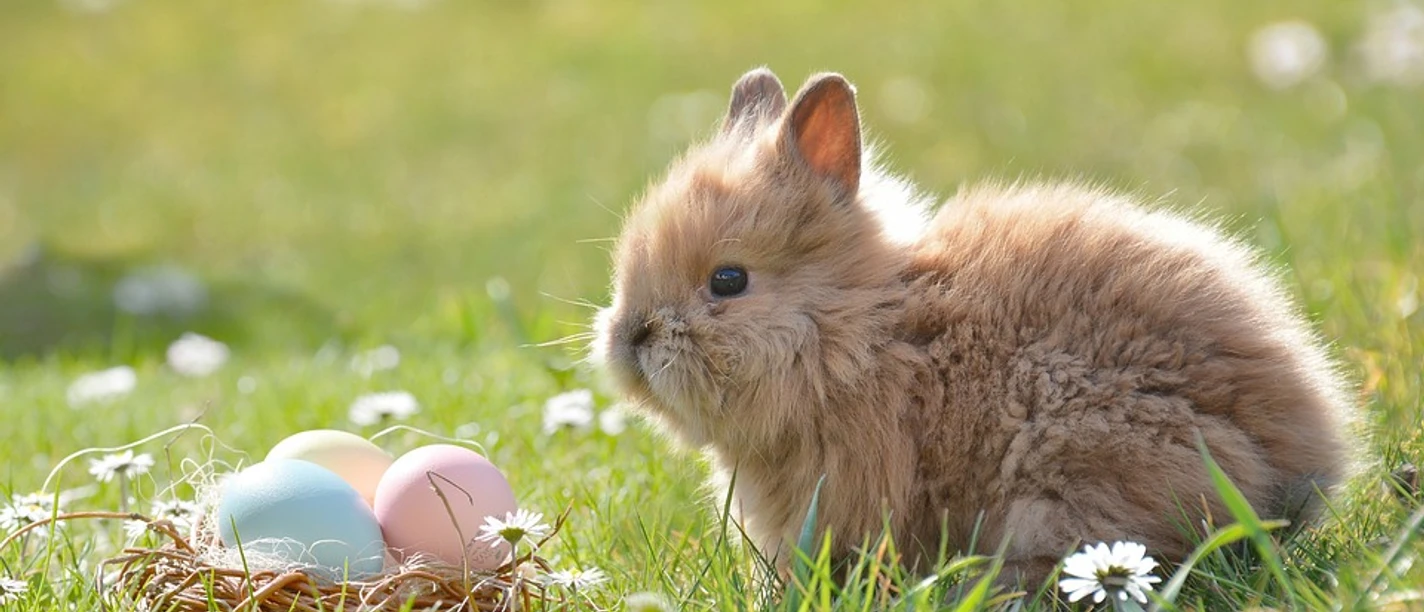 easter-2197043_960_720 c) castleguard-pixabay.jpg