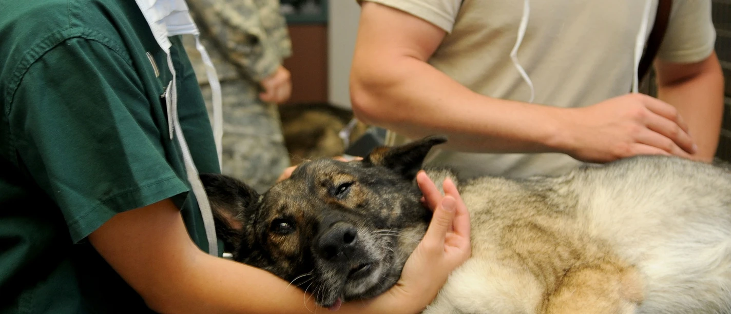 tierarzt pixabay.jpg