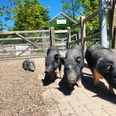 Schweine im Sentana Dorf