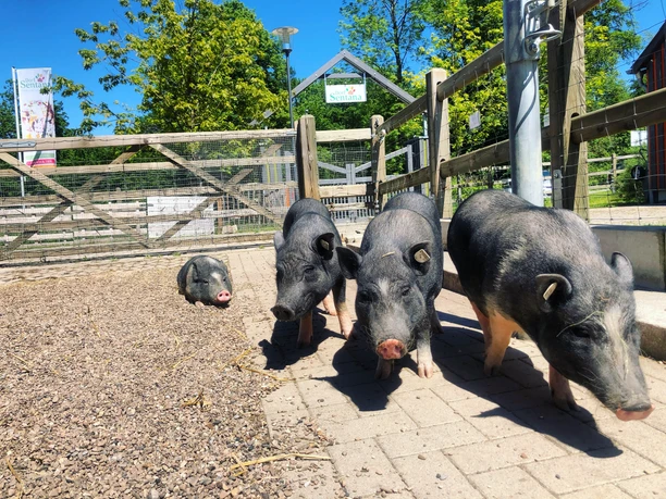 Schweine im Sentana Dorf