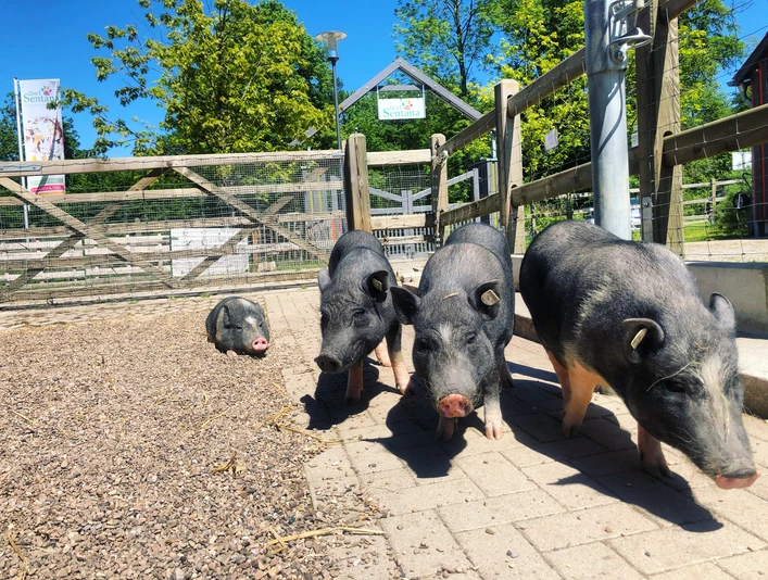 Schweine im Sentana Dorf