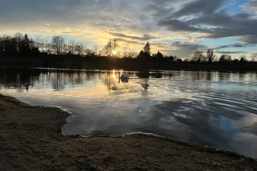 Een zwaan zwemt op een rustig meer bij zonsondergang, omringd door kale bomen en een bewolkte lucht.