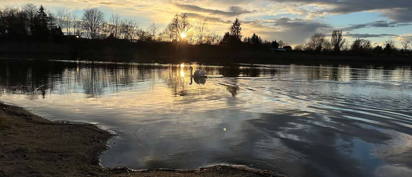 A swan swims on a calm lake at sunset, surrounded by bare trees and a cloudy sky.