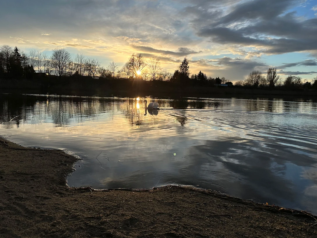Naturbadesee NEZ in Pirna-Copitz Ein Schwan schwimmt auf einem ruhigen See im Sonnenuntergang, umgeben von kahlen Bäumen und einem wolkigen Himmel.A swan swims on a calm lake at sunset, surrounded by bare trees and a cloudy sky.Labuť plave na klidném jezeře při západu slunce, obklopená holými stromy a zamračenou oblohou.Łabędź pływa po spokojnym jeziorze o zachodzie słońca, otoczony gołymi drzewami i zachmurzonym niebem.Een zwaan zwemt op een rustig meer bij zonsondergang, omringd door kale bomen en een bewolkte lucht.Un cigno nuota su un lago tranquillo al tramonto, circondato da alberi spogli e da un cielo nuvoloso.