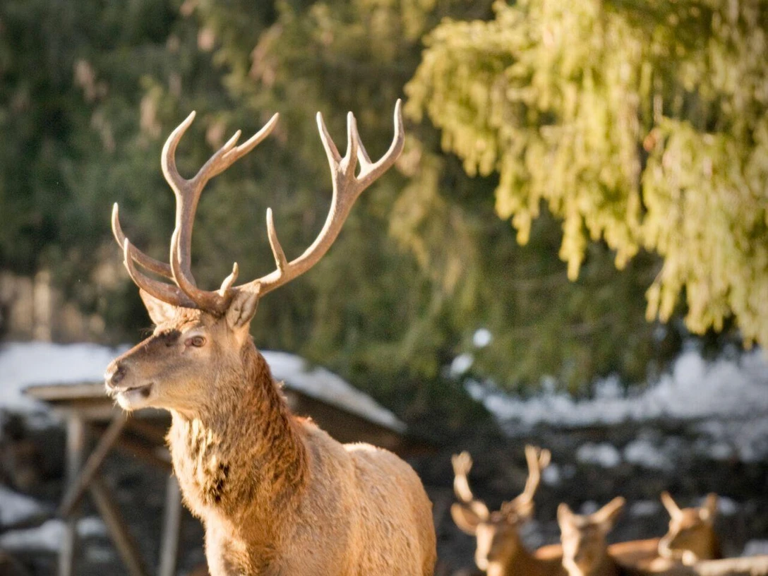 Wildfütterung Graswangtal