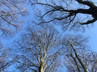 Ein klarer, blauer Himmel erstreckt sich über die verzweigten Äste hoher, laubloser Bäume im Winter.
