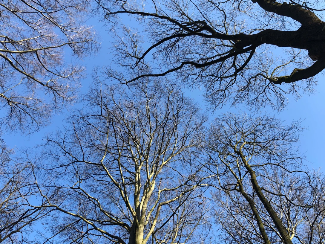 Ein klarer, blauer Himmel erstreckt sich über die verzweigten Äste hoher, laubloser Bäume im Winter.