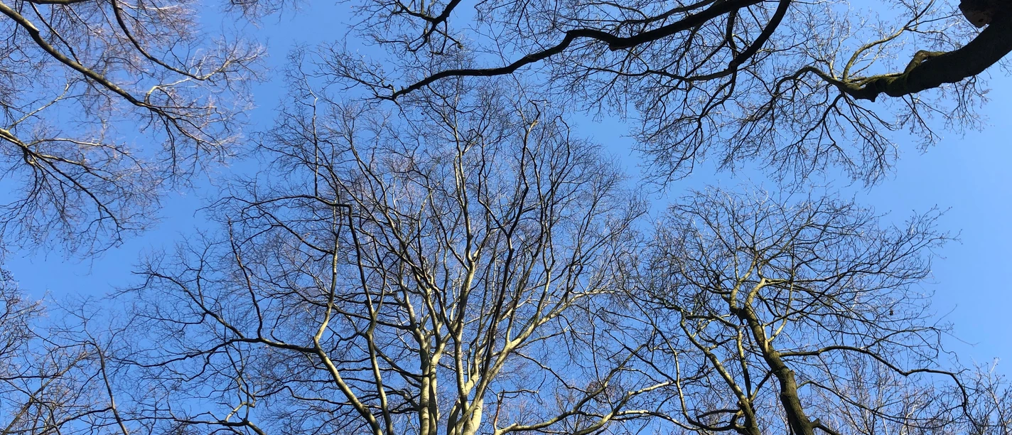 Ein klarer, blauer Himmel erstreckt sich über die verzweigten Äste hoher, laubloser Bäume im Winter.