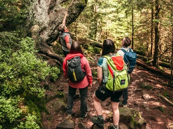 Gefuehrte Wanderungen Baiersbronn Nationalpark Wildsee Wandergruppe Gefuehrte Wanderungen Baiersbronn Nationalpark Wildsee Wandergruppe