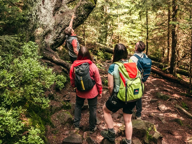 Gefuehrte Wanderungen Baiersbronn Nationalpark Wildsee Wandergruppe Gefuehrte Wanderungen Baiersbronn Nationalpark Wildsee Wandergruppe