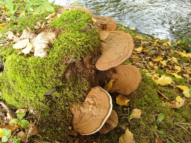 Waldbaden Natur Baumpilz Moos Waldbaden Natur Baumpilz Moos