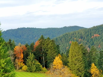 Waldbaden Natur Ausblick Waldbaden Natur Ausblick