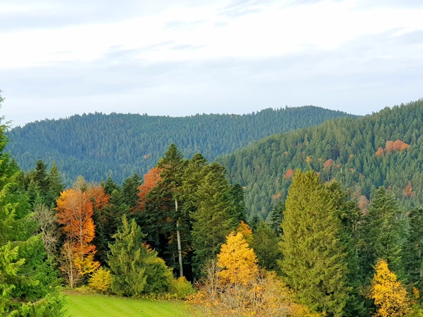 Waldbaden Natur Ausblick Waldbaden Natur Ausblick