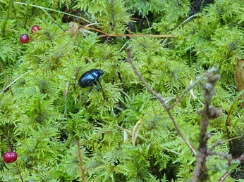Waldbaden Natur Kaefer Farn Waldbaden Natur Kaefer Farn