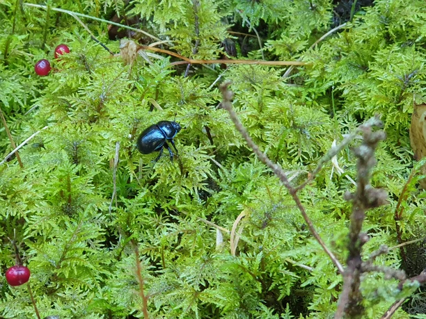 Waldbaden Natur Kaefer Farn Waldbaden Natur Kaefer Farn