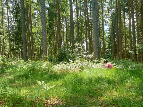Waldbaden Natur Waldlichtung Waldbaden Natur Waldlichtung
