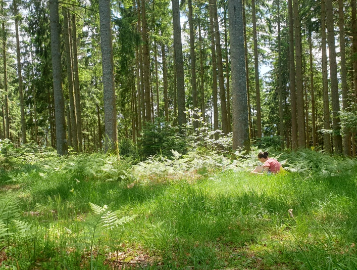 Waldbaden Natur Waldlichtung Waldbaden Natur Waldlichtung