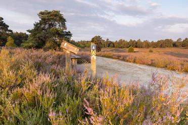 Wanderweg in der blühenden Schwindebecker Heide mit Wegweiser und Sitzbank im Abendlicht.