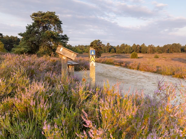 Wanderweg in der blühenden Schwindebecker Heide mit Wegweiser und Sitzbank im Abendlicht.