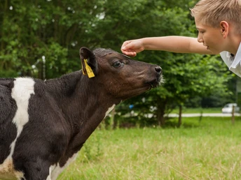 Unterwegs auf der Bauernhoftour Ein Junge neigt sich zu einer Kuh und streichelt sie am Kopf.