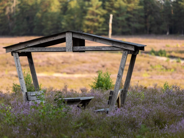 Schwindebecker-Heide Überdachter hölzerner Rastplatz inmitten blühender Heideflächen am Waldrand.