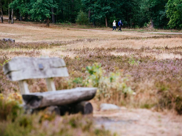 Kronsbergheide Rustikale Holzbank in der Heide, im Hintergrund spazieren zwei Wanderer am Waldrand.