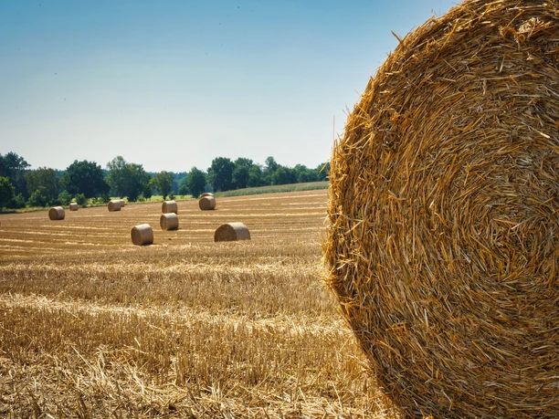 Ausblicke Großer Strohballen im Vordergrund auf einem abgeernteten Feld mit weiteren Rundballen vor Waldrand.