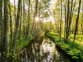 Luhe Luhe Fluss Wald FrühlingLuhe River Forest SpringLuhe River Forest SpringLuhe Bron