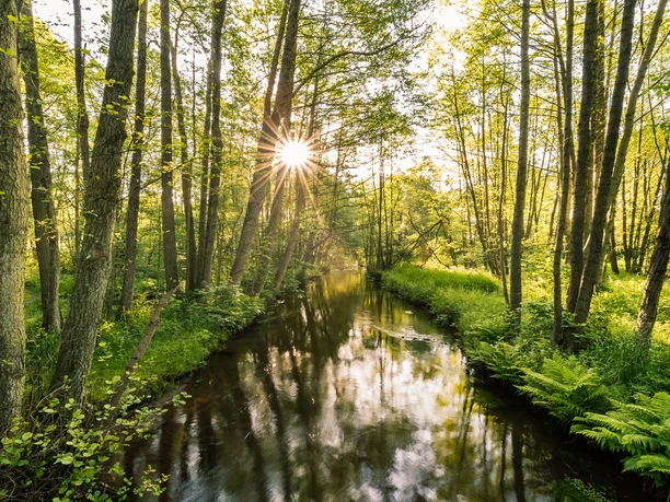 Luhe Luhe Fluss Wald Frühling