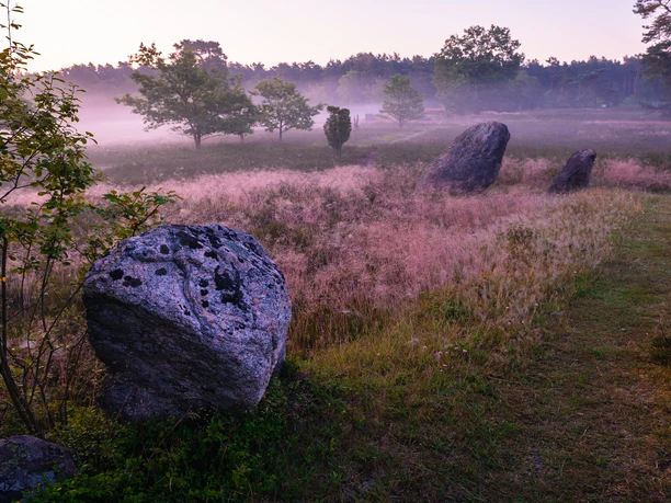 Oldendorfer Totenstatt Große Findlinge liegen in einer nebligen Heidelandschaft bei Sonnenaufgang.