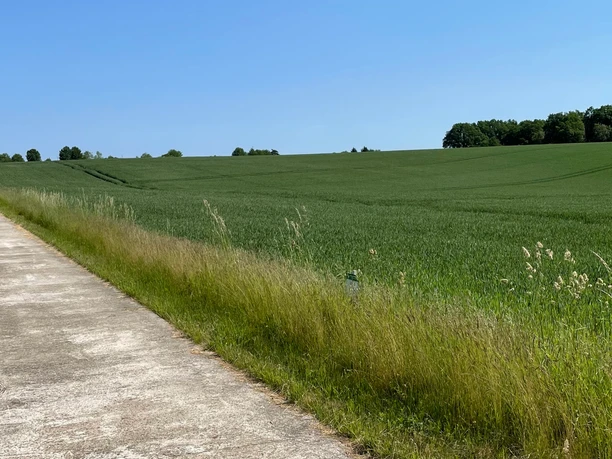 Gerader, betonierter Radweg führt zwischen grünem Feld und Wiese entlang, blauer Himmel.